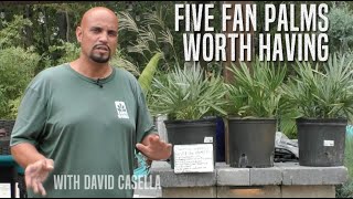 Five Fan Palms Worth Having [upl. by Kcinom]