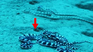 15 Interesting Facts About the Mimic Octopus [upl. by Atsed334]