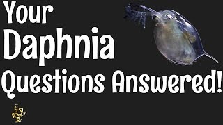 Daphnia Questions Answered [upl. by Ocko]