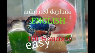 daphnia moina culture Easy way Unlimited production English  with sub Green water Chlorella [upl. by Ellenyl]