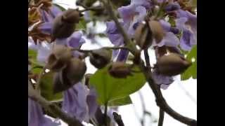 Princess Tree Paulownia tomentosa [upl. by Elleinnad]