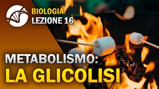 BIOLOGIA  Lezione 16  La Glicolisi  Metabolismo Cellulare [upl. by Notserp583]