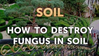 How to Destroy Fungus in Soil [upl. by Ogdan]