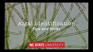 Introduction to Algae Identification Tips amp Tricks [upl. by Sidoney]