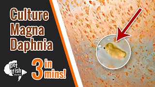 How to culture DAPHNIA MAGNA  The easy way [upl. by Charil222]