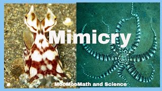 Examples of animal mimicry [upl. by Sanoy251]