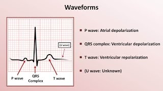 Basic Transthoracic Echocardiography Cardiac Ultrasound  TTE Made Simple [upl. by Lanti]