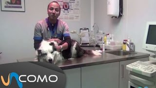 Los mejores consejos veterinarios para tu perro [upl. by Lubet]