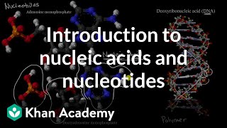 Introduction to nucleic acids and nucleotides  High school biology  Khan Academy [upl. by Reilly]