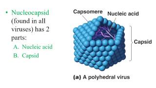 Chapter 5 Virology [upl. by Terchie]