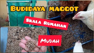 Ternak Maggot BSF Skala Rumahan untuk Pakan Ayam [upl. by Juetta369]