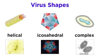 Introduction to Virology and Viral Classification [upl. by Elik]