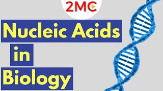 What are Nucleic Acids Nucleic Acid Structure amp Function [upl. by Aneerbas]