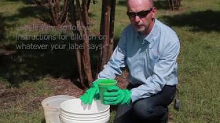 How to treat for crapemyrtle bark scale [upl. by Olmstead255]