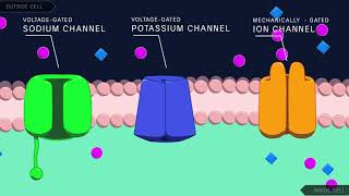 Action Potential in the Neuron [upl. by Nairehs]