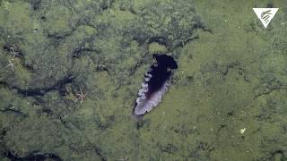 New nudibranch species discovered [upl. by Relluf264]