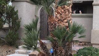 HOW TO TRIM YOUR OWN PALMS Mediterranean Fan Palm [upl. by Henrique]