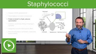 Staphylococci – Microbiology  Lecturio [upl. by Midan]