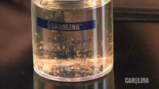 How to Care for Daphnia [upl. by Adachi]