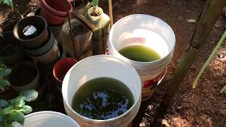 How to grow Green Water Algae [upl. by Redd]