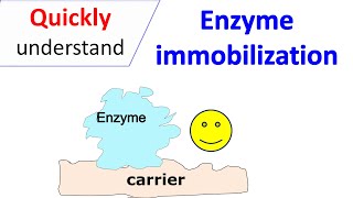 Enzyme immobilization [upl. by Ayimat816]