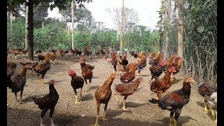 CARA TERNAK AYAM KAMPUNG SKALA RUMAHAN [upl. by Ttenneb]