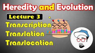 Transcription Translation and Translocation  Heredity and Evolution Class 10 SSC [upl. by Reuben115]