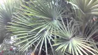 Chamaerops humilis  Mediterranean European Fan Palm [upl. by Notwen]