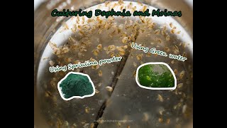 How To Culture Daphnia and Moinas using Green Water Spirulina powder [upl. by Ahsieker]