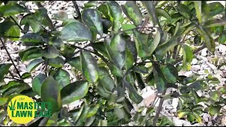 How do I control black mold and aphids on my Crape Myrtles [upl. by Rfinnej341]