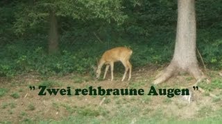 Zwei rehbraune Augen [upl. by Getraer]