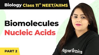 Biomolecules Class 11 Biology Nucleic AcidsNucleic Acids Class 11 BiologyClass 11 Biology Part 2 [upl. by Irita739]