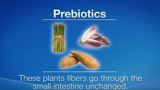 Prebiotics vs Probiotics What are the differences [upl. by Poul30]