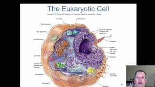 Chapter 5  The Eukaryotes [upl. by Soirtemed877]