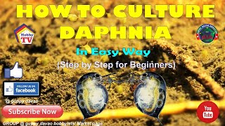 HOW TO CULTURE DAPHNIA In Easy Way [upl. by Kecaj]