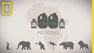 How Pesticide Misuse Is Killing Africas Wildlife  National Geographic [upl. by Joceline314]