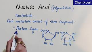 Nucleic Acid  Biomolecules Class 12 Chapter 14 [upl. by Aiduan]